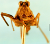 CollectionObject 1503211; 29ecfa90-cd49-4026-adb7-78d6c16e6522: female, frontal view (syntype of Bolotettix exiguus). (CollectionObject).