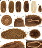 Canuleius similis Redtenbacher, 1906: copyright Victor Ghirotto. Egg structure. (Otu).