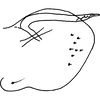Pygofer, lateral view: Pygofer, lateral view. (Observation).