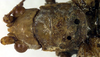 female pronotum, dorsal view (holotype). Depicts CollectionObject 1500345; f5e2f458-23a0-4fda-9722-849fcd81cab9, a CollectionObject.