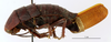 CollectionObject 1587446; MNHN(SF IMPORT DUPLICATE) MNHN-EP-EP904, 8b78038a-25d1-4bf1-96de-1135da7d7543: CC BY-NC-ND 4.0/MNHN - Depraetere Marion - 2014. Non type, female. Specimen number: MNHN-EP-EP904. http://coldb.mnhn.fr/catalognumber/mnhn/ep/ep904. (CollectionObject).
