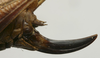 CollectionObject 1535143; 338ed26c-56fd-4f96-bf0a-717b266e2db5, MNCNn. 461: female ovipositor (lectotype). (CollectionObject).