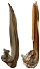 Ovipositor: !! display not done !! on Nephotettix cincticeps (Uhler, 1896): Valvula I and II. (Observation).