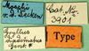 CollectionObject 1502633; 08f2ef17-94d4-4cc8-b7a0-304c62bd73a5: labels (syntype of Gryllus diadematus). (CollectionObject).