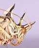 CollectionObject 1583375; UDBC<IH> CRI002494925, 58897ac7-3428-4c9c-9202-6191407688b0: male, head and pronotum in lateral view (paratype). (CollectionObject).