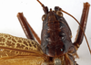 CollectionObject 1529607; 6e7a3d7d-dbe6-4b9c-94a6-bf4e3be57d4f: female head and pronotum, dorsal view (holotype). (CollectionObject).