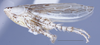 Habitus, lateral view: (Observation).