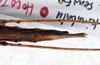 CollectionObject 1576182; b16ccf43-a5fc-46fe-9574-0e422feb23ab: copyright SPM, Kinabalu. female: end of abdomen, ventral view (holotype). (CollectionObject).