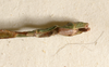 CollectionObject 1557505; 03a9f13e-9224-4ff9-a9cd-a37bce73b4d6: copyright ZMUH, Hamburg. male: end of abdomen, lateral view (holotype). (CollectionObject).