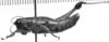 CollectionObject 1532919; c0fe4729-4c4c-4174-8652-51ed6f5a925a: Image Carbonell, C.S. female, lateral view (syntype). (CollectionObject).