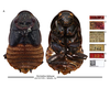 Bionoblatta itatiayae (Miranda Ribeiro, 1936): (Otu).