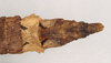 CollectionObject 1558986; 0c8a6eff-4dce-4812-9bfd-ef67ba0b7b25: copyright Natural History Museum, London. female: end of abdomen, dorsal view (holotype). (CollectionObject).