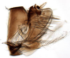 Pygofer, lateral view on Banus Distant, 1908: Banus maculosus, pygofer, laterally (BMNH). (Observation).