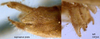 CollectionObject 1516816; 3ffd00e2-edef-4c7e-965b-9c28dbeee882: male cerci (syntype or lectotype). (CollectionObject).