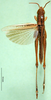 CollectionObject 1568781; bd7c19f3-e5be-4c4e-9c68-6afc09ce197e: male, dorsal view (paralectotype of Tristria musanae). (CollectionObject).