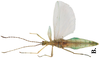 CollectionObject 1582867; Depo SF.DepoID 3783, Coll. RC 16-129, d662c350-8838-4ffb-8dc5-2bacd432a126: copyright MPMP, Manila. male, ventral view (holotype). (CollectionObject).