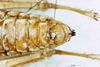 CollectionObject 1507065; c245a3b0-e0ed-4e38-832f-299286145e0e: female abdomen tip, ventral view (holotype of Trachypetrella kosswigiana). (CollectionObject).