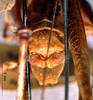 CollectionObject 1516498; 516ba594-c0f6-42c0-8d4e-86c0fb01d5b1: male cerci. (CollectionObject).