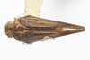 Habitus, dorsal view on Acanthoflata salina (Dozier, 1927): (Observation).