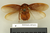 Ergaula capensis (Saussure, 1893): Copyright Natural History Museum, London. Paralectotype (adult male) of synonym Dyscologamia wollastoni Kirby, 1909 in BM(NH). Ventral view. (Otu).
