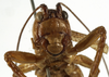 CollectionObject 1529711; 495844eb-7627-450b-831b-c49813163b88: male face (holotype). (CollectionObject).