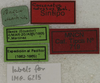 CollectionObject 1535936; 1148ee75-0b03-450d-bb76-46ee0fa2f8e4: labels (syntype). (CollectionObject).