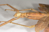 CollectionObject 1584034; fe072f9b-b2c7-490d-8271-509c3f32489d: Copyright ZSMC, Munich. female: head & thorax, lateral view (holotype). (CollectionObject).