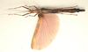 CollectionObject 1595886; 9bcd071a-8ff4-4384-a2c9-8003fce47537: copyright LKCNH Singapore. female, ventral view (holotype). (CollectionObject).