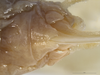 Pseudopreussia flavifolia Hemp, 2017: female subgenital plate. (Otu).;Pseudopreussia flavifolia Hemp, 2017: female subgenital plate. (Otu).