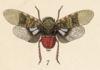 Habitus, dorsal view: !! display not done !! on Matacosa miscella (Distant, 1887): (Observation).