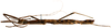 CollectionObject 1578588; RBINS IG: 32700', d2e0fcab-5835-482f-b7d7-388df3aec59c: copyright ISNB, Brussels. female, lateral view (paratype). (CollectionObject).