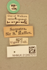 CollectionObject 1517826; 492fe4b4-4466-41ee-9daf-3d71781c1998, NHMUK012497570: labels (syntype of Nisitra marginata). (CollectionObject).