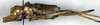 CollectionObject 1502894; f98bcf38-b26e-4a6c-b298-4eea607cedbb: female, lateral view (allotype). (CollectionObject).