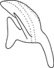 Aedeagus, lateral view: Aedeagus (paratype), lateral view. (Observation).