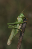 female (Germany, Brandenburg). Depicts Tettigonia viridissima (Linnaeus, 1758), an Otu.