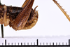 CollectionObject 1505606; bc463918-dc15-47fd-a268-c3531eb2c5bc: male, ventral view (holotype). (CollectionObject).