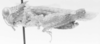 CollectionObject 1523795; 02b16e9d-a224-4abe-a876-0350708063c2: male, lateral view (holotype). (CollectionObject).