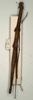 CollectionObject 1558540; NMW 666'', fa4fff76-21f6-4671-9fcf-336f302f998d: copyright NMW, Vienna. female (syntype). (CollectionObject).