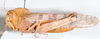 Oreacris luctuosa Bolívar, 1911: lateral view. (Otu).