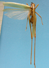 CollectionObject 1542799; 02d5fd6d-6d5e-4e65-969d-db528b75f575: female, body dorsal view (holotype of Herbardius rubrovittatus). (CollectionObject).