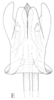Cixidia (Epiptera) mersinica (Dlabola, 1987): (Otu).