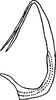 Aedeagus, lateral view: !! display not done !! on Colladonus brunneus (Osborn, 1915): (Observation).