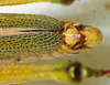 CollectionObject 1498684; 0cde460f-5809-47a8-a2fb-ec2c3fa96705: male abdomen tip, dorsal view. (CollectionObject).