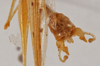 CollectionObject 1475537; a50399b9-6ef1-4b8c-a710-47bb1c68e2da: male abdomen tip (holotype). (CollectionObject).