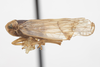 Habitus, lateral view on Asotocixius diopter Kramer, 1983: (Observation).