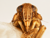 Head on Paraliburnia kilmani (Van Duzee, 1897): (Observation).