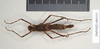 Ommatopseudes harmani (Brock, 1995): copyright Natural History Museum, London. female (paratype). (Otu).