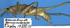 CollectionObject 1517462; aeb6a756-a973-4202-bf06-9e966943f5ad: male, lateral view (holotype). (CollectionObject).