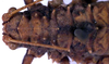 CollectionObject 1517007; dbc295df-4183-4881-9f28-1f654ac5c35d: female head and pronotum, dorsal view (syntype). (CollectionObject).
