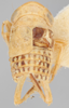 Habitus, dorsal view on Diacra pauca Emeljanov, 1969: holotype. (Observation).